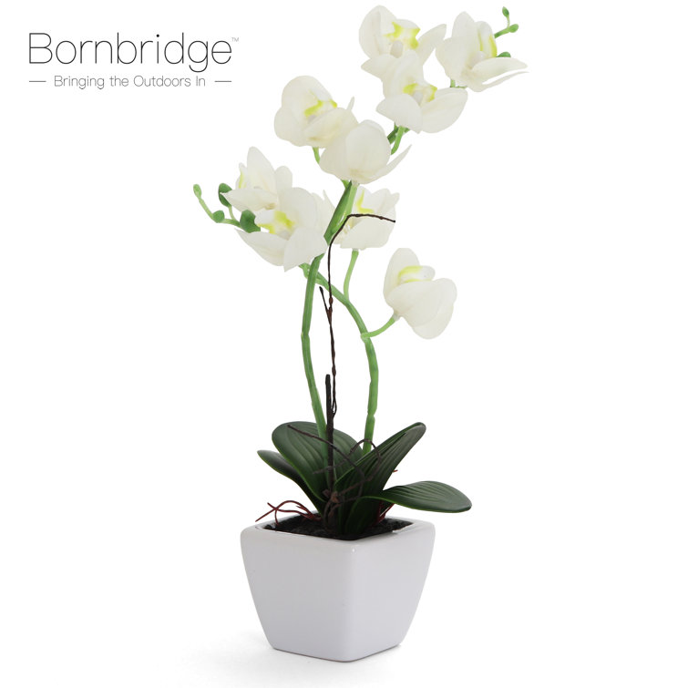 Bornbridge Artificial Orchid in Vase Wayfair